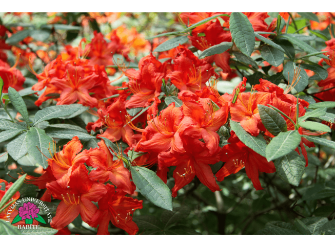 Rhododendron   'Hotspur Red'
